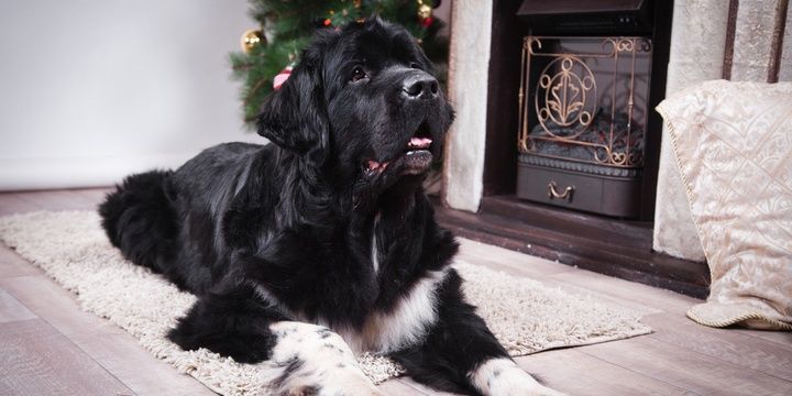 6 Dog Breeds That Easily Make Friends with Kids Newfoundland