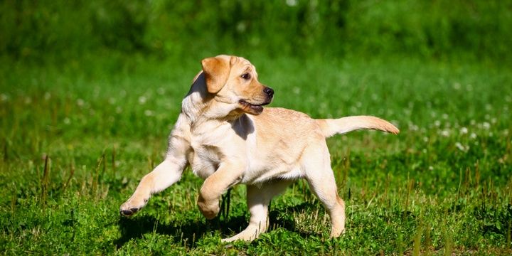 6 Dog Breeds That Easily Make Friends with Kids Labrador retriever