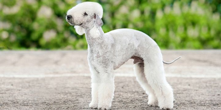 5 Dog Breeds That Fit Well in Families Suffering from Allergies Bedlington terrier