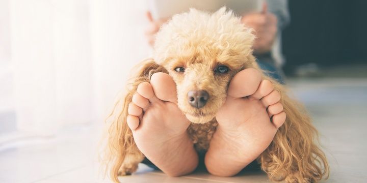 5 Dog Breeds That Fit Well in Families Suffering from Allergies Poodle