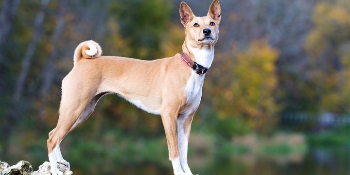 5 Dog Breeds That Fit Well in Families Suffering from Allergies Basenji