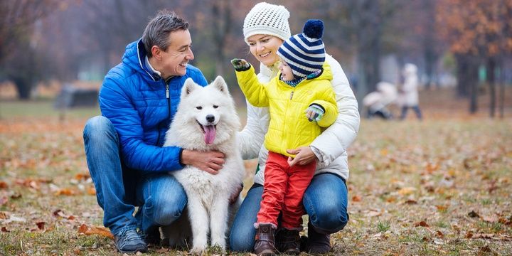 5 Dog Breeds That Fit Well in Families Suffering from Allergies Samoyed