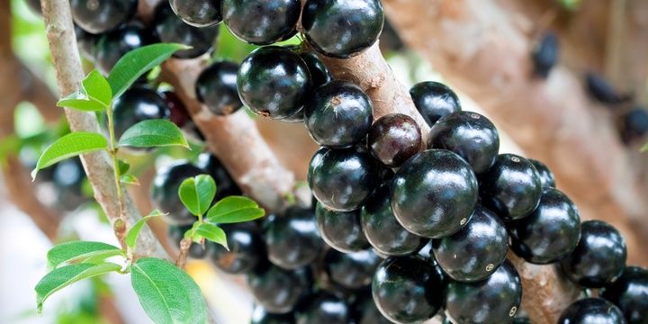 5 Most Delicious and Rarest Fruits Ever Jabuticaba