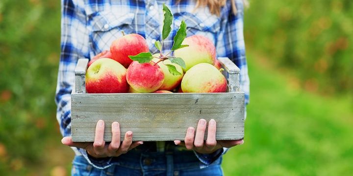 4 Foods for People Diagnosed with Diabetes Apples