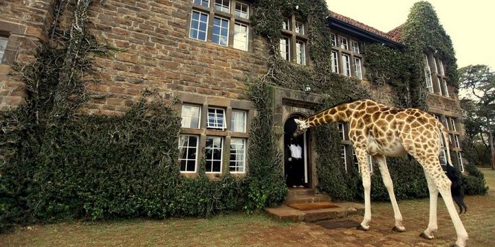 5 Hotels for Your Next Vacation Giraffe Manor