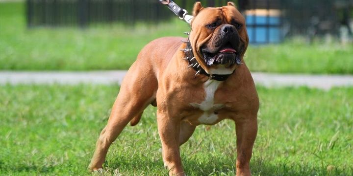 6 Dog Breeds Considered the Most Dangerous American Bandogge