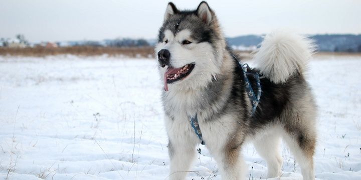 6 Dog Breeds Considered the Most Dangerous Alaskan Malamutes