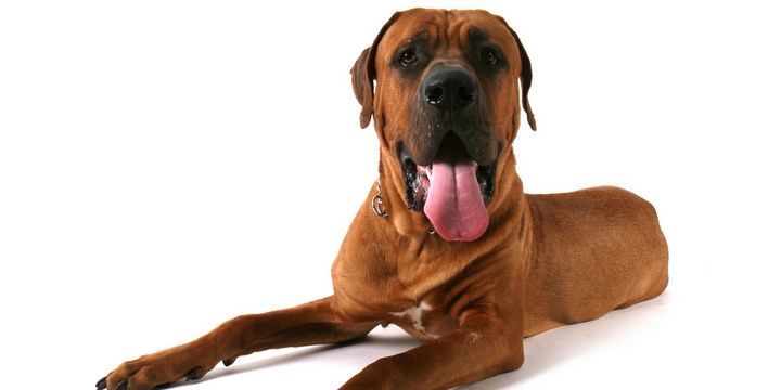 6 Dog Breeds Considered the Most Dangerous Japanese Tosa