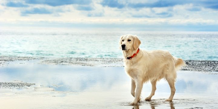 5 Dog Breeds with the Highest Level of Intellect Labrador Retriever
