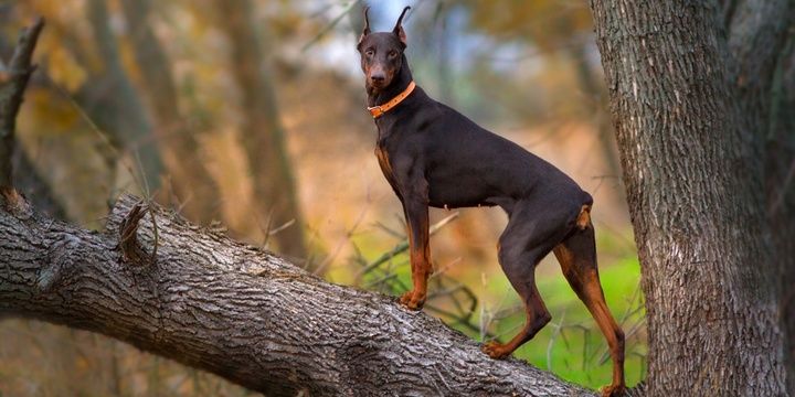 5 Dog Breeds with the Highest Level of Intellect Doberman Pinscher