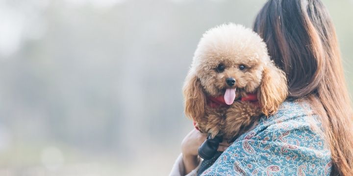 5 Dog Breeds with the Highest Level of Intellect Poodle