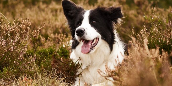 5 Dog Breeds with the Highest Level of Intellect Border Collie