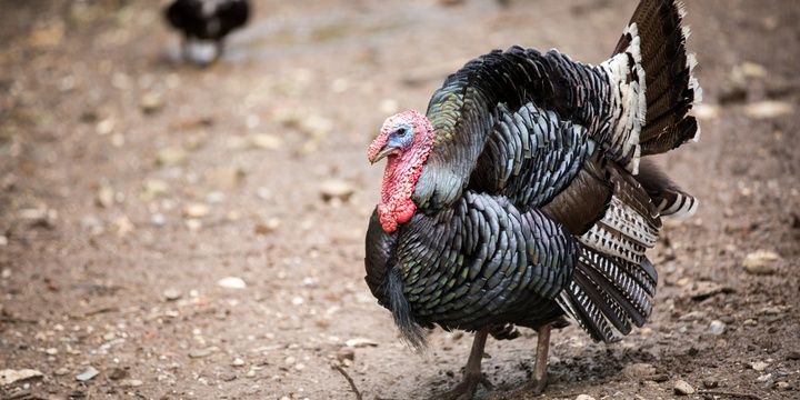 5 Not Widely Known Facts about Thanksgiving There are two fortunate birds every year