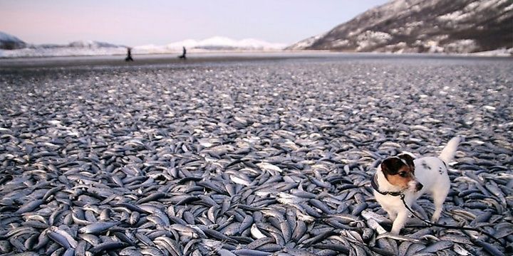 6 Natural Phenomena that Make Our Planet Look Mysterious Rain of Fish