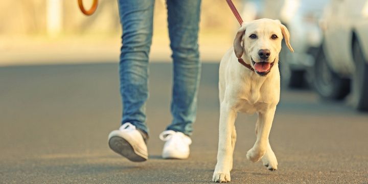 6 Errands That Can Be Done by a Hired Person Dog walking