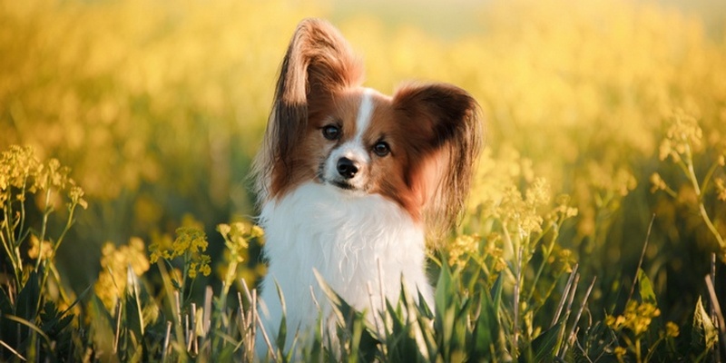 9 Dog Breeds Whose Cuteness Will Make Your Smile Papillon