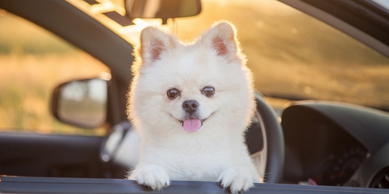 9 Dog Breeds Whose Cuteness Will Make Your Smile Pomeranian