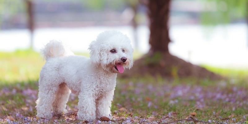 9 Dog Breeds Whose Cuteness Will Make Your Smile Bichon Frise