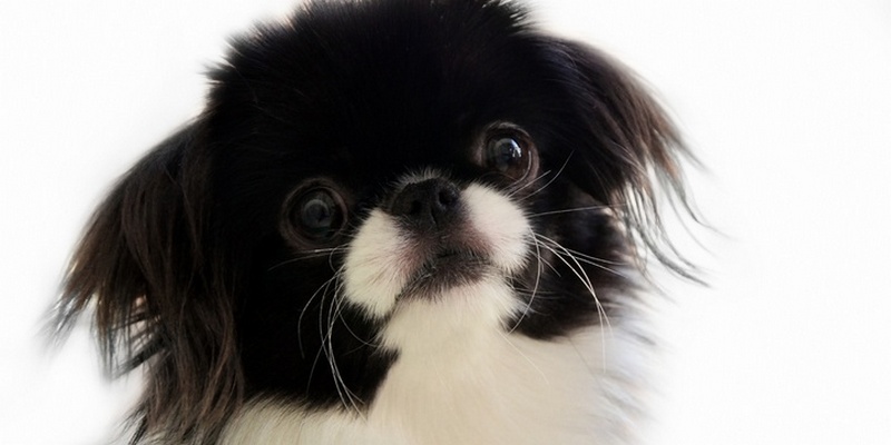 9 Dog Breeds Whose Cuteness Will Make Your Smile Japanese Chin