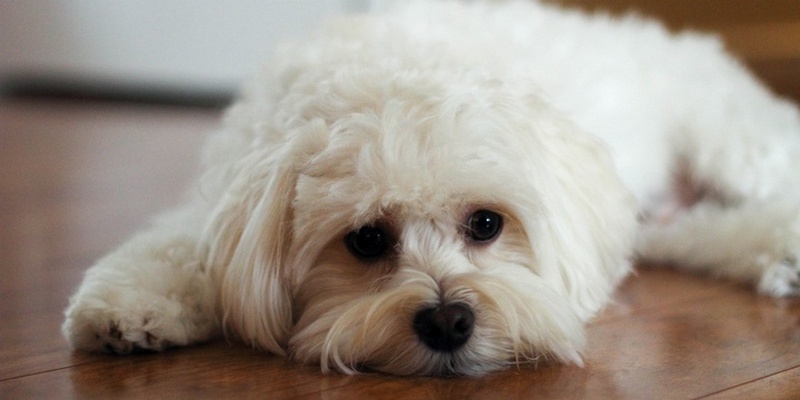 9 Dog Breeds Whose Cuteness Will Make Your Smile Havanese