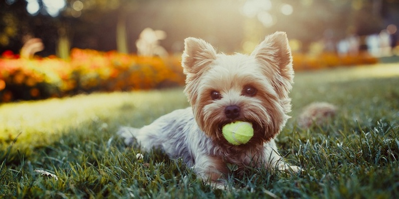 9 Dog Breeds Whose Cuteness Will Make Your Smile Yorkshire Terrier